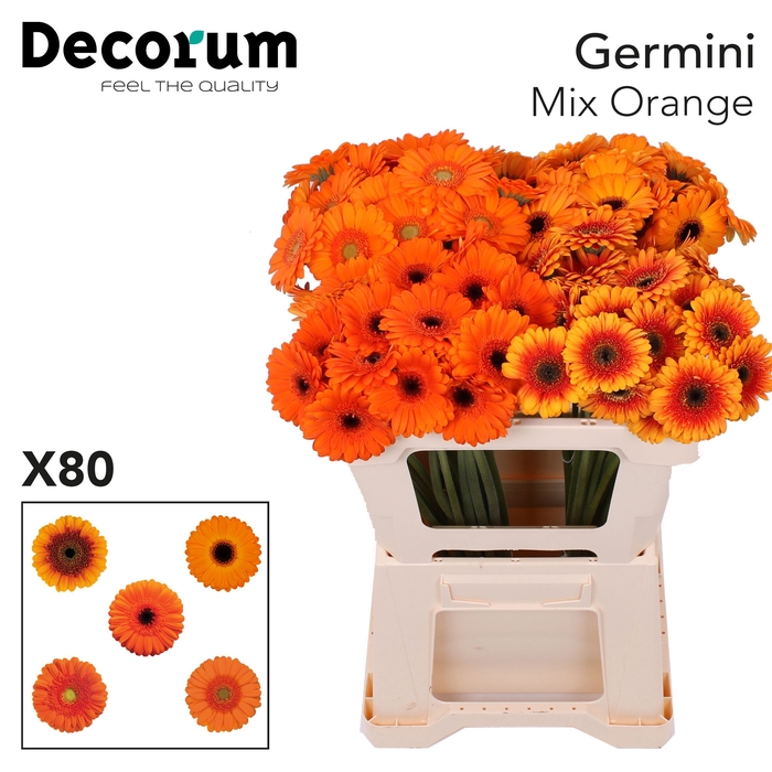 <h4>Germini Mix Oranje Water</h4>