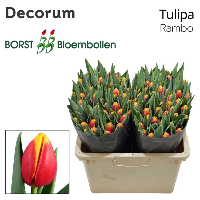 <h4>Tulipa si rambo</h4>