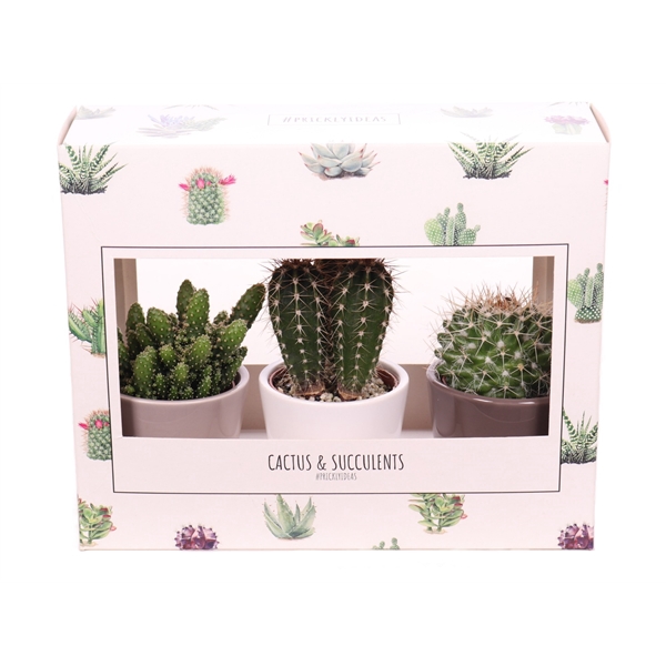 <h4>3x Cactus 5,5 cm in kartonnen prickly blister</h4>