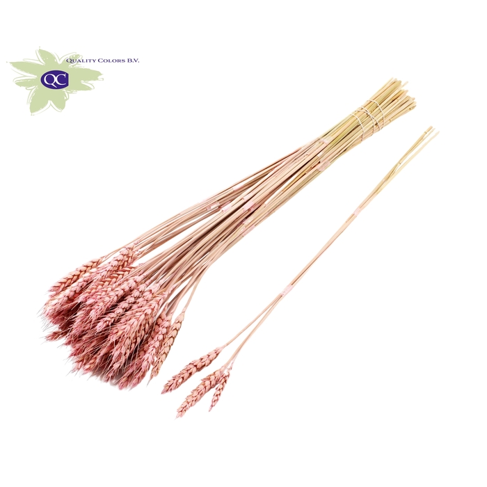 <h4>Triticum 3pc/Tuft Frosted Pink</h4>