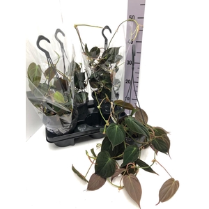 Philodendron scandens subsp. micans 15Ø 40cm