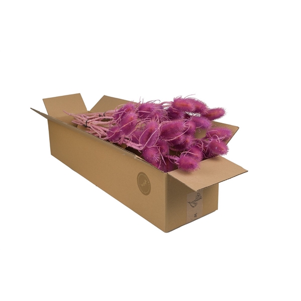 <h4>Droogbloemen-Cardi Lilac Pastel</h4>