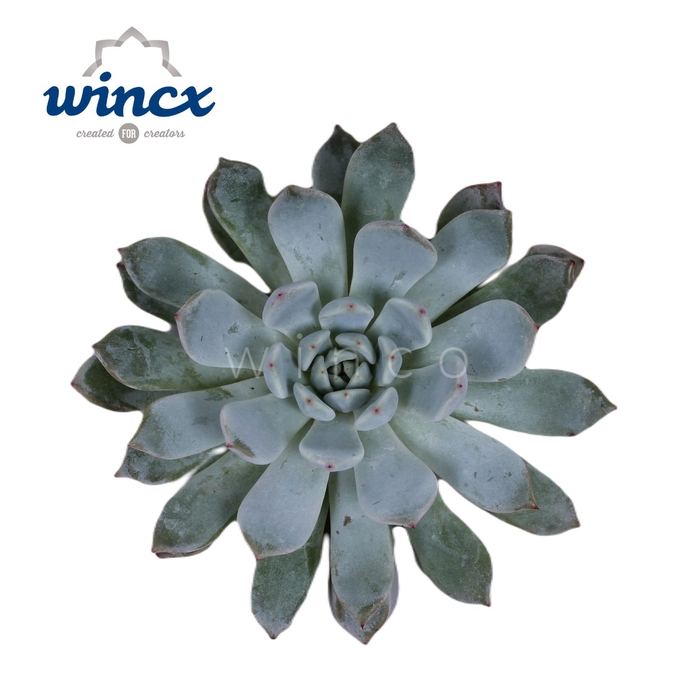 <h4>Echeveria baena cutflower wincx-5cm</h4>
