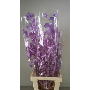Df Lunaria Bs Shiny Lilac
