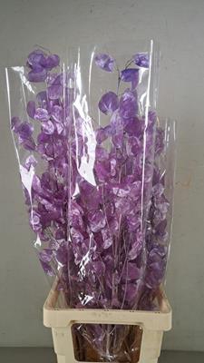 Df Lunaria Bs Shiny Lilac