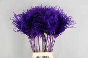 <h4>Dried miscanthus paint purple</h4>