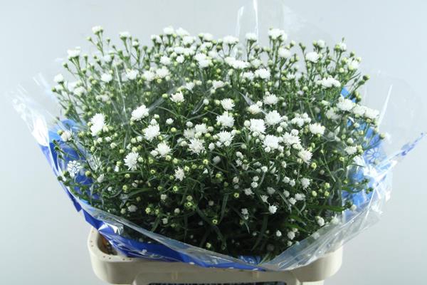<h4>Aster Cassy(wit) L 80/40</h4>