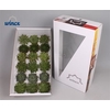 Echeveria Green Mix (Wincx) Cutfl (6 Spcs) Wincx-8cm