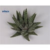 Haworthia margaritifera cutflower wincx-8cm