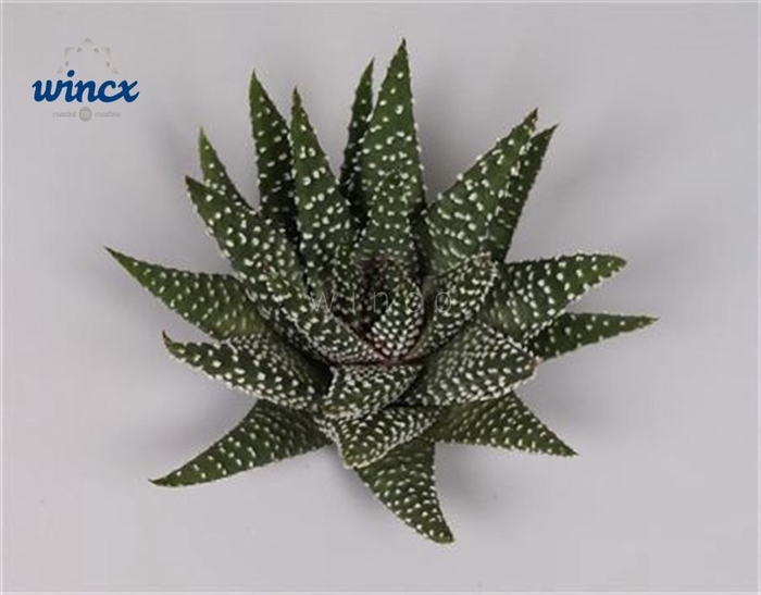 Haworthia margaritifera cutflower wincx-8cm