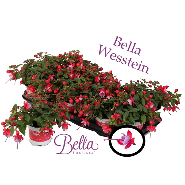 <h4>Bella Fuchsia lydia ( Hang ) 2</h4>