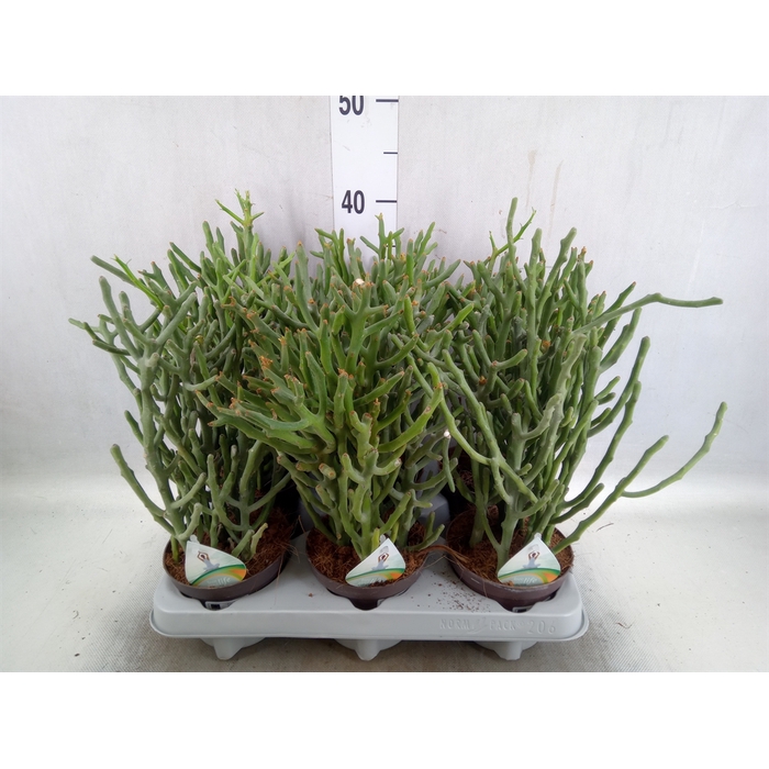 <h4>Euphorbia tirucalli</h4>