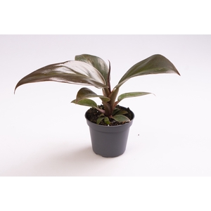 Philodendron Imperial Red 6Ø 15cm