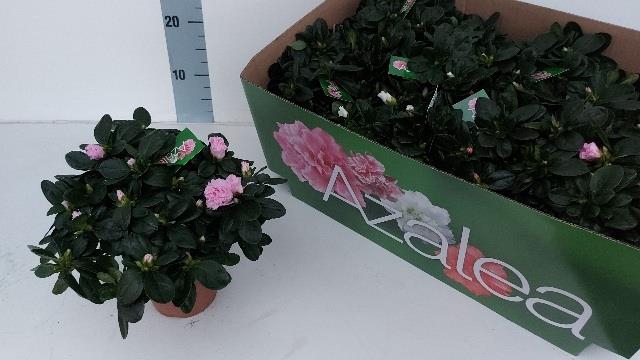 Rhododendron Simsii Grp gemengd 6 odmian 14Ø 30cm 32Ø