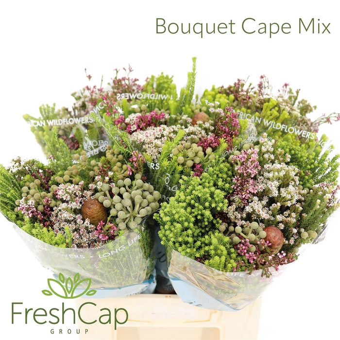 <h4>Bouquet Cape Mix</h4>