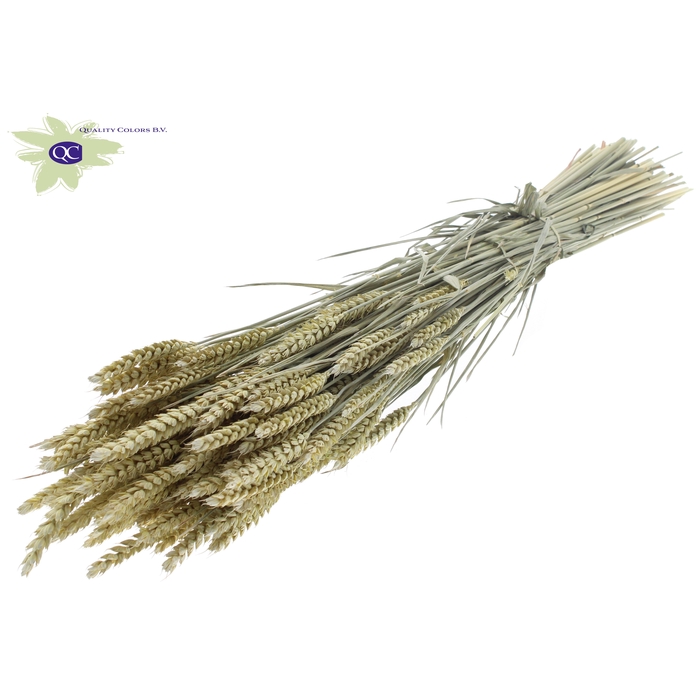 <h4>Triticum per bunch Frosted Light Yellow</h4>