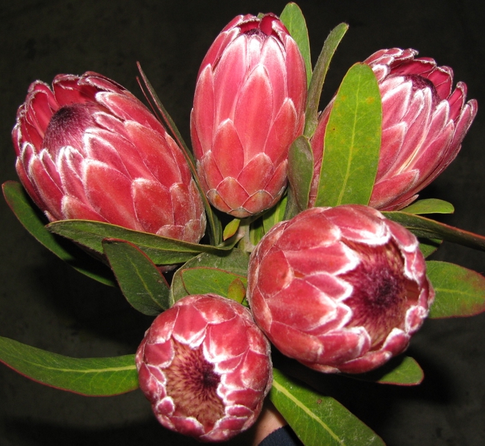 Protea Pink Ice (Limited)