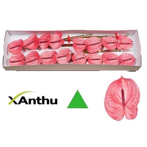 ANTH A CANDY X16