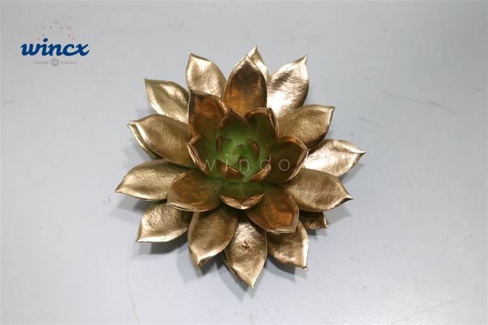 Echeveria Agavoides Paint Gold Cutflower Wincx-12cm