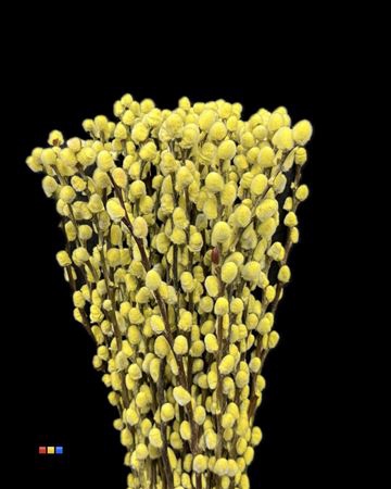 <h4>Salix Pussy Willow Yellow</h4>