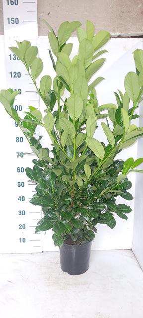 Prunus laurocerasus Rotundifolia 24Ø 140cm