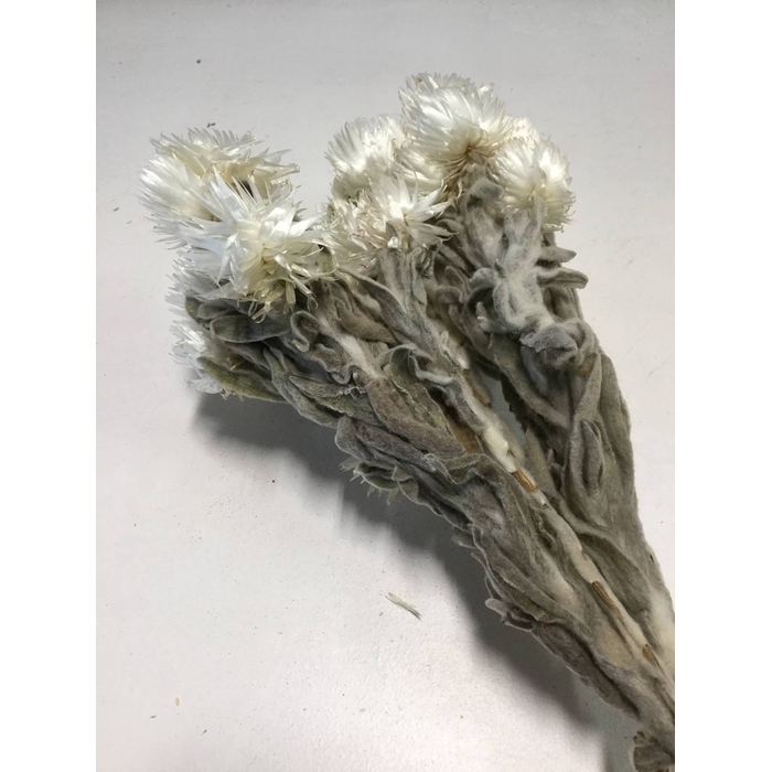 <h4>DRIED FLOWERS - KAAPS GROOT NATURAL</h4>