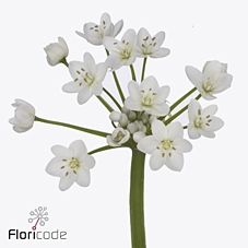 <h4>Allium flocon</h4>