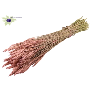 Triticum per bunch frosted pink