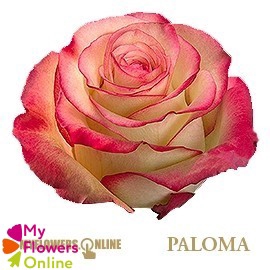 <h4>R Gr Paloma Bicolor 50cm EC</h4>