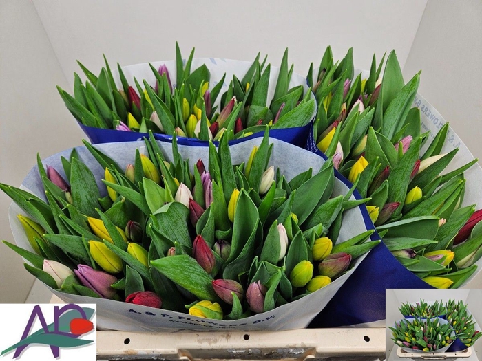 <h4>Tulipa enke. enkel gemengd</h4>