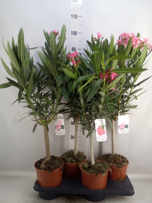 Nerium oleander   ...