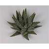Haworthia Margaritifera Cutflower Wincx-8cm