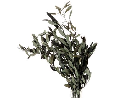 <h4>Pres Olive Green Bunch</h4>
