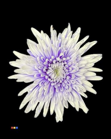 Chr G Topspin Pastel Lilac