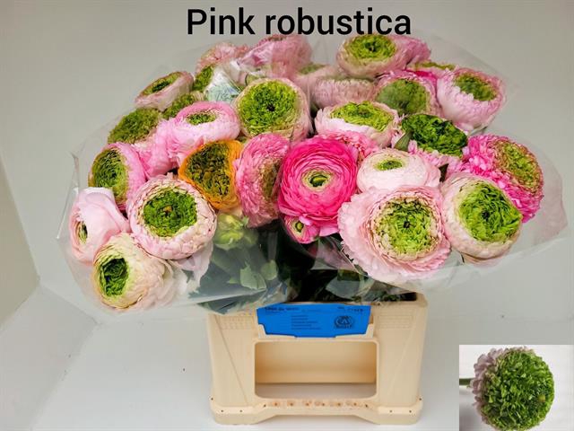 <h4>Ranunculus aazur pink robustica</h4>