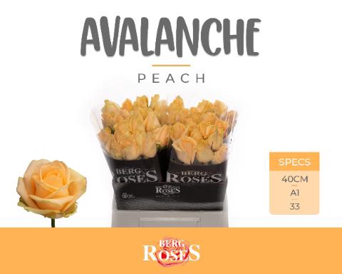 <h4>Rosa la peach avalanche+</h4>