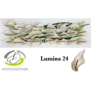 ANTH LUMINA 24 smart pack.