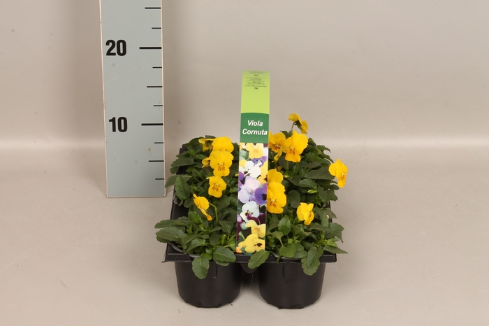 Viola cornuta sixpack F1 Yellow