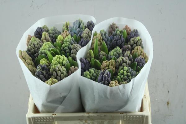 <h4>Hyacinthus 5 colour mix in bucket</h4>
