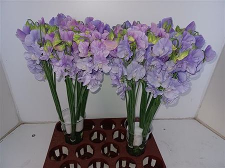 <h4>Lathyrus Wi Sunshine Lavendel</h4>