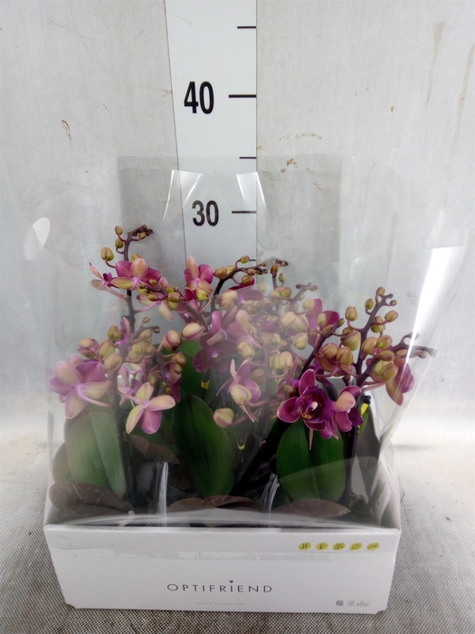 <h4>Phalaenopsis multi.   ...red</h4>