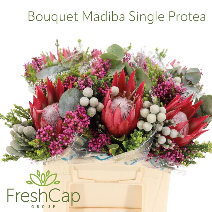 <h4>Bouquet Madiba Single Protea</h4>