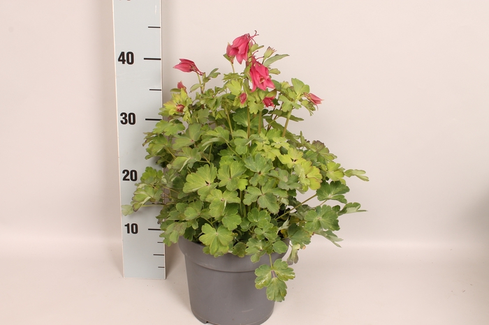 vaste planten 19 cm  Aquilegia Rose & Pink