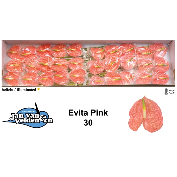 Evita Pink 30