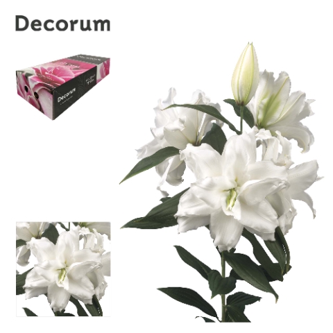 <h4>Lilium or dbl roselily dejima</h4>