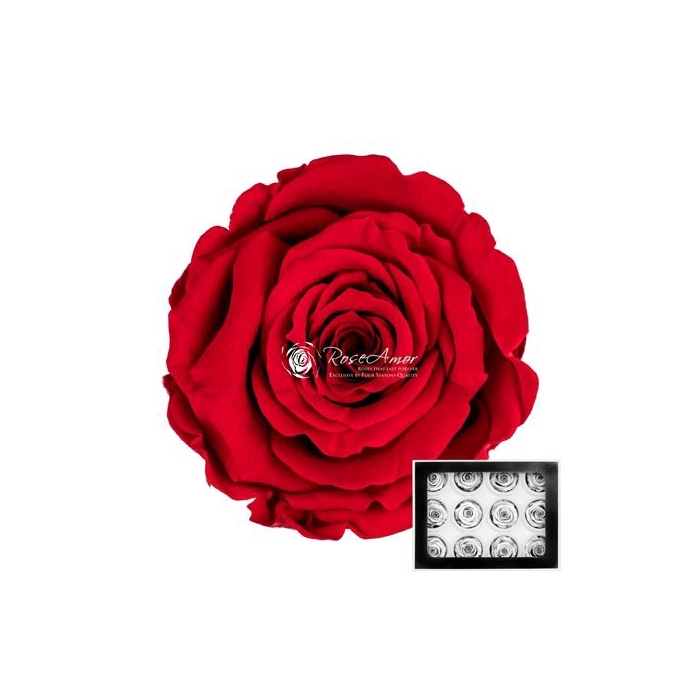 <h4>PRESERVED ROSES WARMI RED-02</h4>