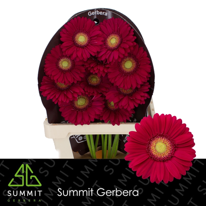 <h4>Gerbera Ambassador Flowerracket</h4>