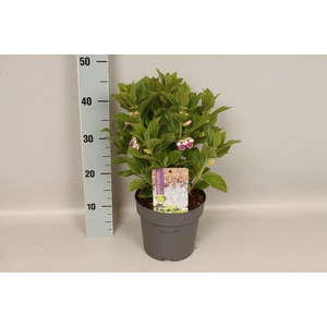 vaste planten 19 cm Melittis melissophyllum Royal Velvet Distinction