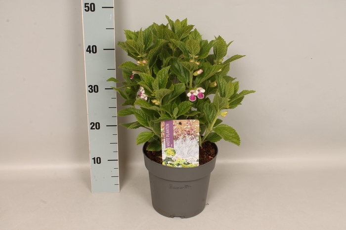 vaste planten 19 cm Melittis melissophyllum Royal Velvet Distinction