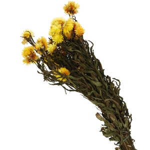 Droogbloem Helichrysum 40-60cm